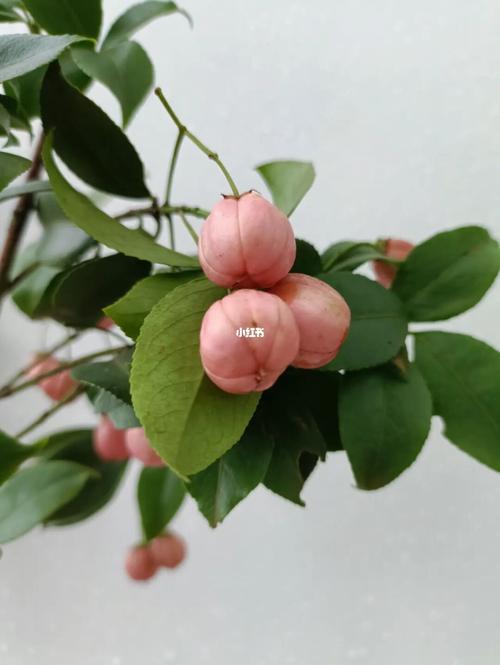 『鲜花图谱』掉进心里的粉色果实—卫矛_鲜花_上东双子座攻略_灯笼