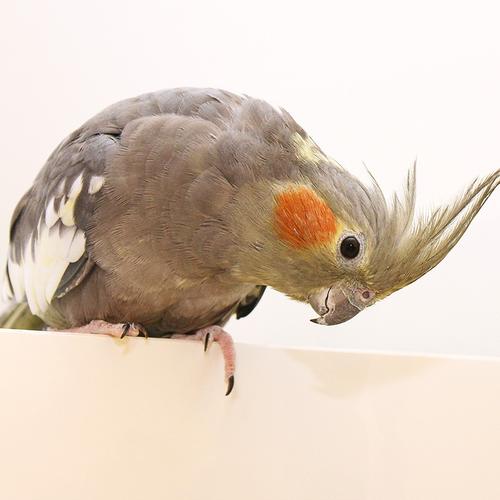 麦叮卡牡丹鹦鹉鸟活体可训练说话玄凤鹦鹉鸟活体虎皮活体幼鸟宠物鸟手