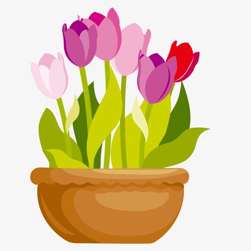 玫瑰花,矢量图,彩色,盆栽,卡通,花店,植物