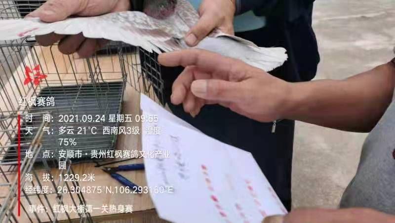 贵州红枫赛鸽中心大棚