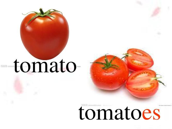 tomato tomatoes