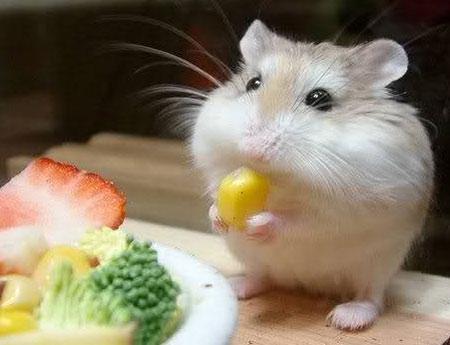 仓鼠怎么养 吃的是生的还是熟的
