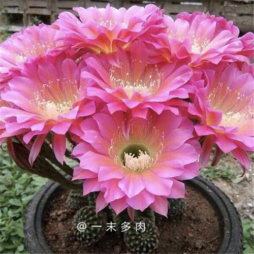 彩草浓桃仙人席克开花大花特选多肉植物小盆多肉植物