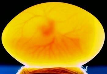 我的母灰文鸟今天早上好像生病了,后来发现是下蛋了,下了3个白蛋,可鸟