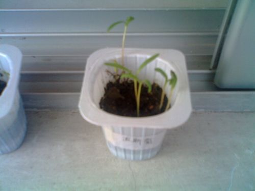 种子种下去最早发芽的, 小苗蛮大的, 这个是扦插分盆, 里面有铜钱草