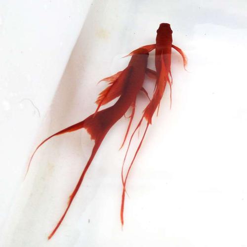 高帆红剑鱼双燕尾高鳍红箭鱼热带孔雀鱼风水发财鱼观赏鱼活体