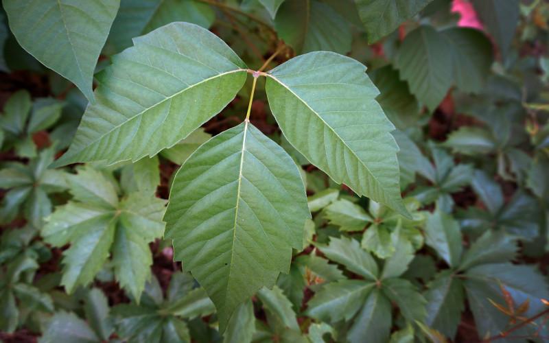 poison ivy