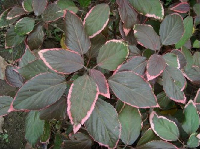 金边红桑 > 正文  金边红桑为凉性植物,单食其叶片具有清热的功效