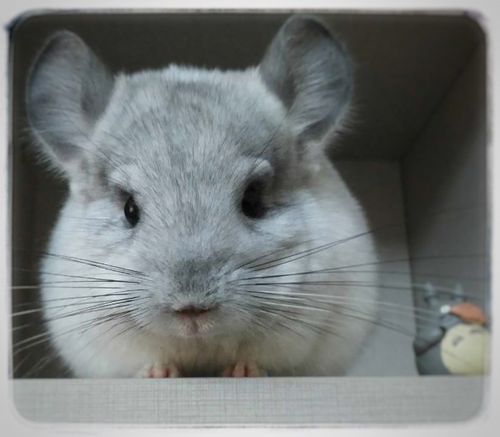 养龙猫是一种怎样的体验?