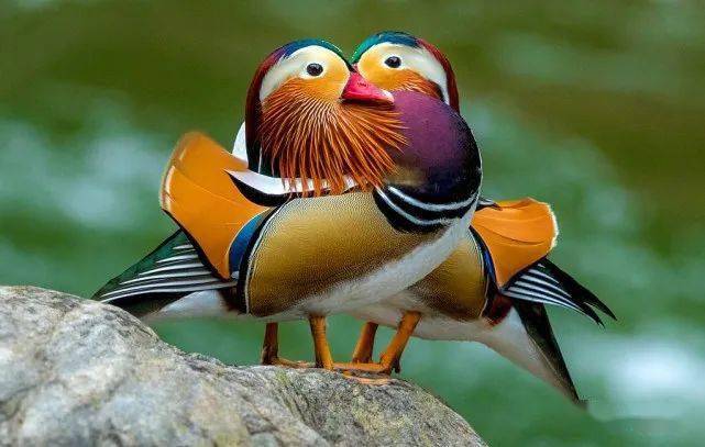 两只雄性鸳鸯依偎在一起,无意间用身体组成爱心形状,非常有意境