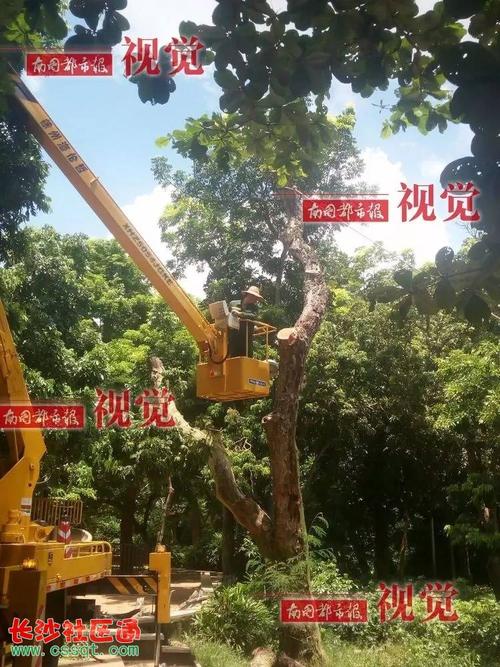 海口人民公园2株"七旬"珍稀黄花梨树枯死 公园方说评估后拍卖