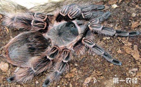 粉红斑马脚蜘蛛