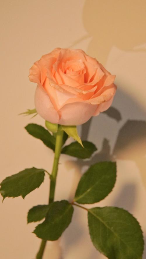 粉色花朵唯美手机壁纸