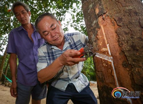 白沙开展电动割胶刀技术培训