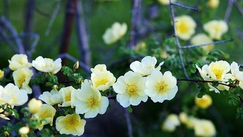 棠棣花的象征意义