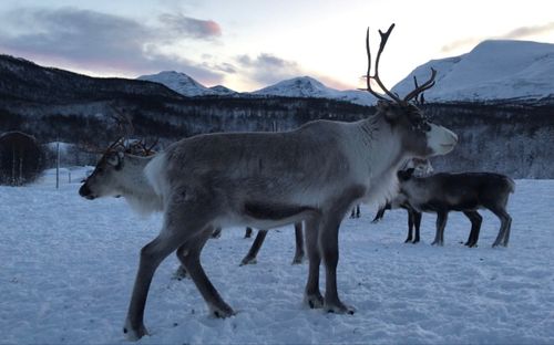 挪威极圈safari极光驯鹿雪橇犬