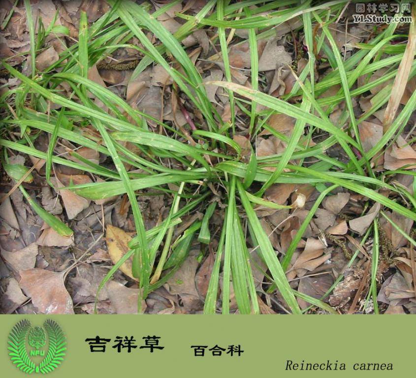 吉祥草