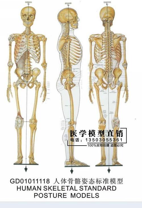人体骨骼模型170cm骨架模型 人体脊柱模型脊椎模型医用骨骼骷髅