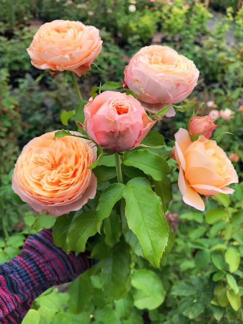 香缇别苑(玫瑰香橙)-切花月季品种-图片-藤本月季网