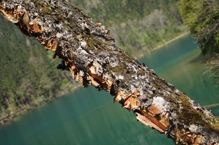 05.01-05.06)3-------黄龙,九寨沟风景