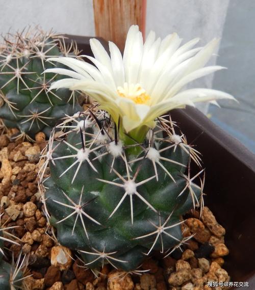 是该属弯刺系品种,刺的形态独特明快,花型小巧