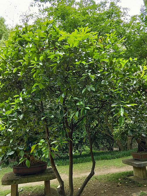 这就是黄果树.据说秋天长满黄色果实.