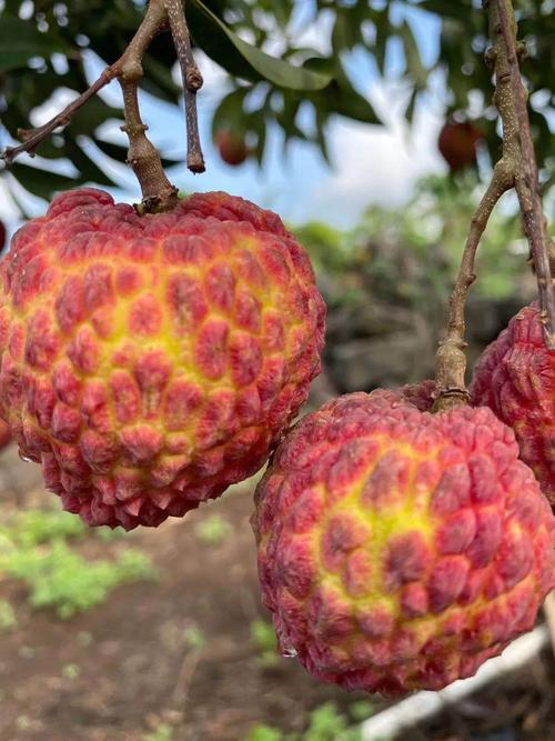 指南专供|比鸡蛋还大的海南火山荔枝王,5斤只要￥188