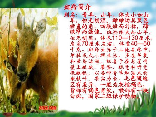 《斑羚飞渡》ppt课件2