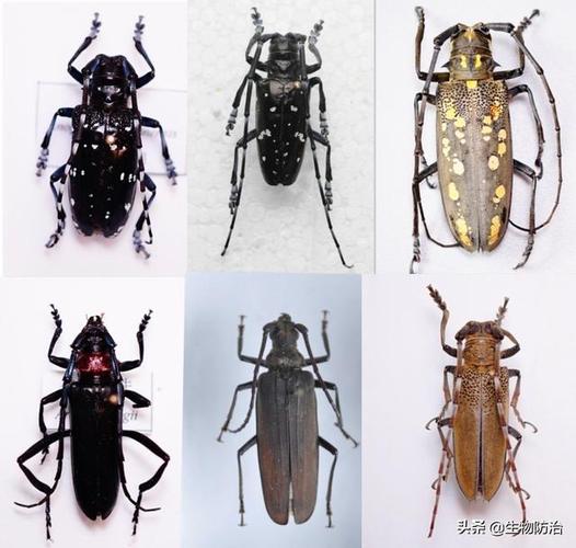 钻柱型虫害天牛类防控,最全的天牛防控知识,诚意满满的干货