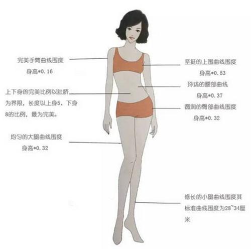女性身材的标准比例,你合格了吗?