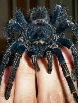 【宠物蜘蛛】宠物蜘蛛品种大全以及价格_宠物蜘蛛种类