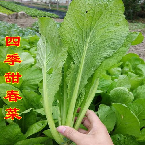 四季甜春菜种籽潮汕大叶芥菜种子阳台四季蔬菜种孑白