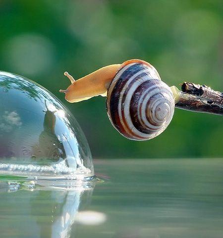 小蜗牛