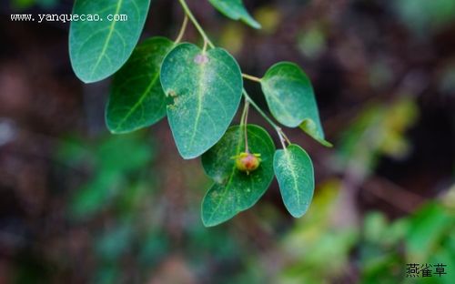 雀儿舌头_燕雀草