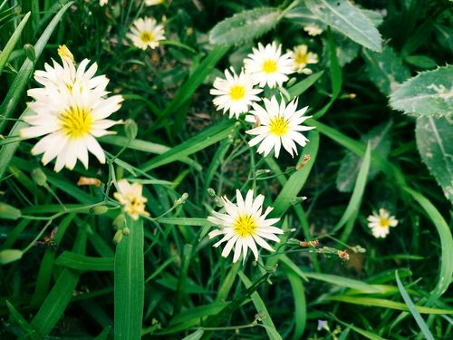 苦菜花开首发