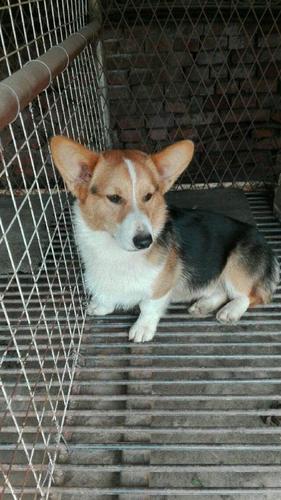 自己家养的我3色柯基犬公出售介配—沈阳京巴