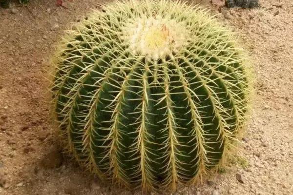 仙人球放在家里哪个位置好 仙人球摆放位置风水图