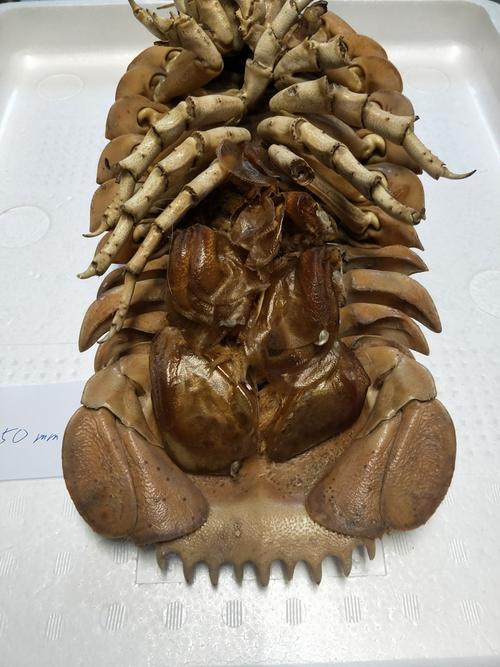 标本 大王具足虫 ダイオウグソクムシ bathynomis giganteas 350mm