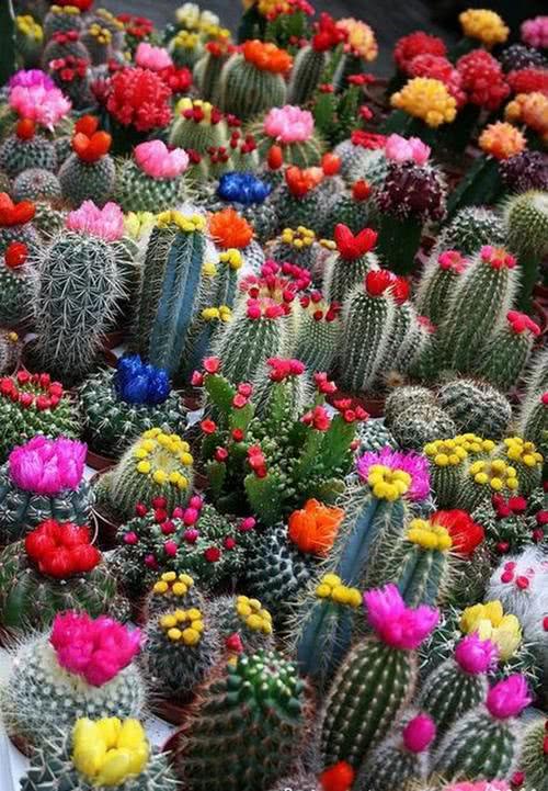 这种花不但好养,而且开花特别漂亮,做好这4点花开不断