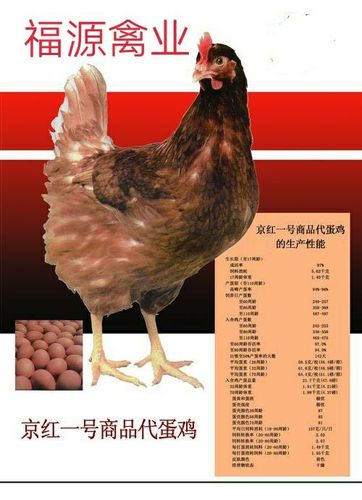 京粉,京红 ― 仰慕你才追随你