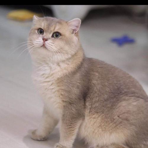 英国短毛猫的十五种毛色,看看你家主子,属于哪种吧