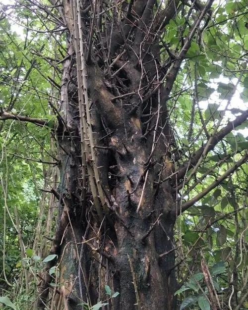 竹木牙角,木成林——柘木