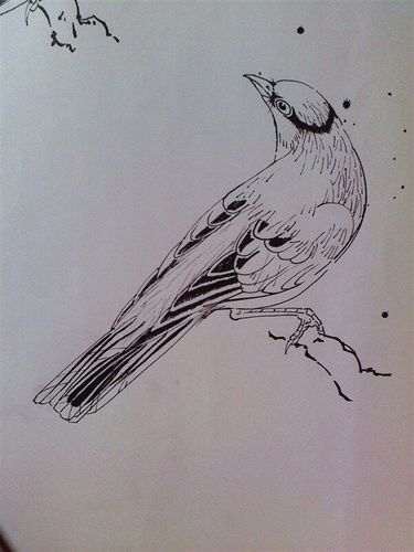 白描鸟类--陈挑挑的个人习作坑
