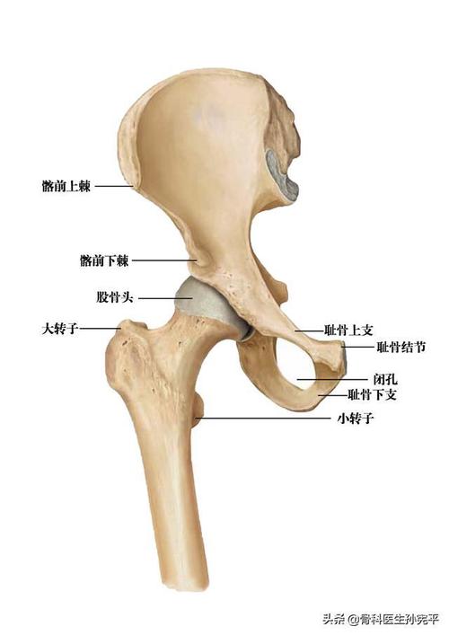 经典图片髋关节相关解剖太值得收藏了