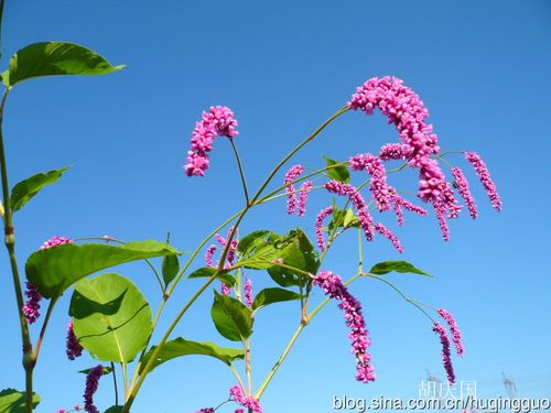 秋阳下的狗尾花