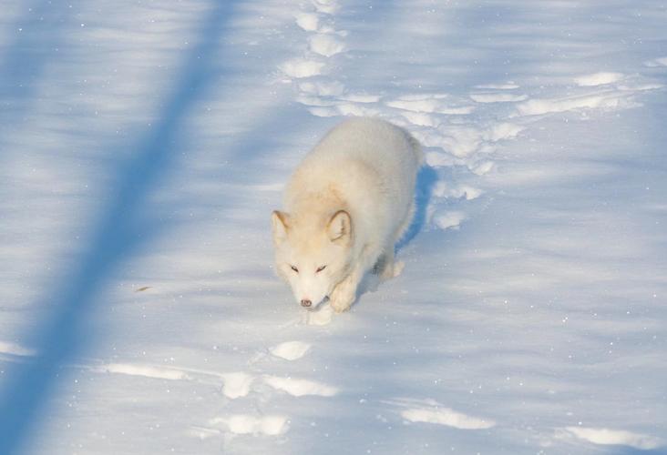 其它 呼和浩特市惊现白狐 写美篇白狐别名蓝狐,北极狐,身长50—75厘米