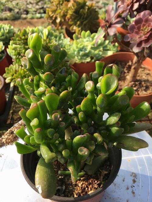 吸财树是什么多肉?想养好,该注意哪方面?