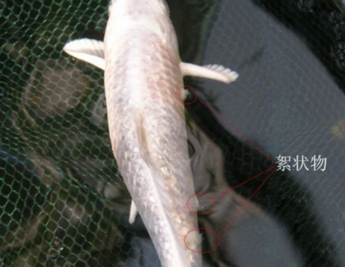 鱼得水霉病有什么症状鱼水霉病是怎么引起的