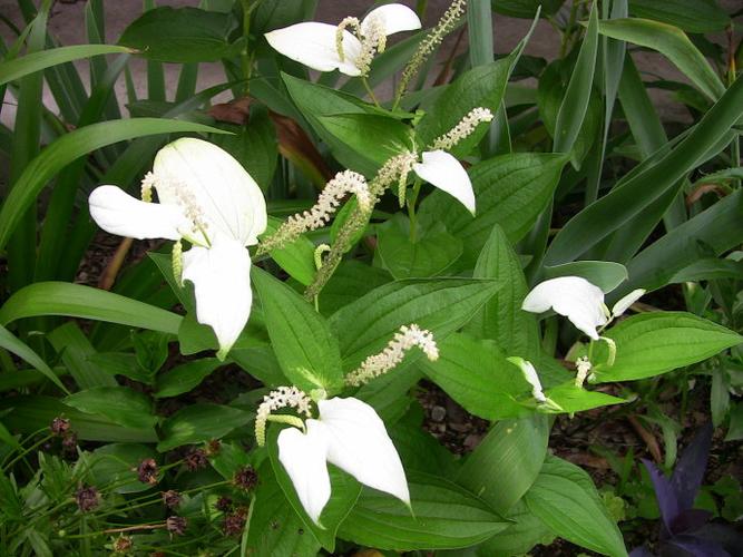 三白草是否具有抑制脂肪肝的作用?