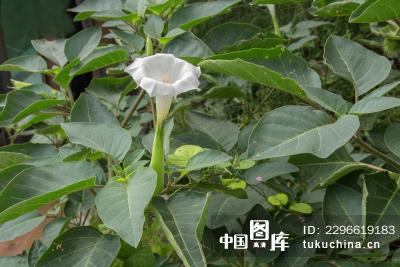 中草药曼陀罗